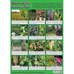 โปสเตอร์ความรู้ พืชเศรษฐกิจ