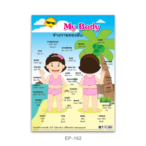 โปสเตอร์ความรู้ ร่างกายของฉัน My Body พลาสติก