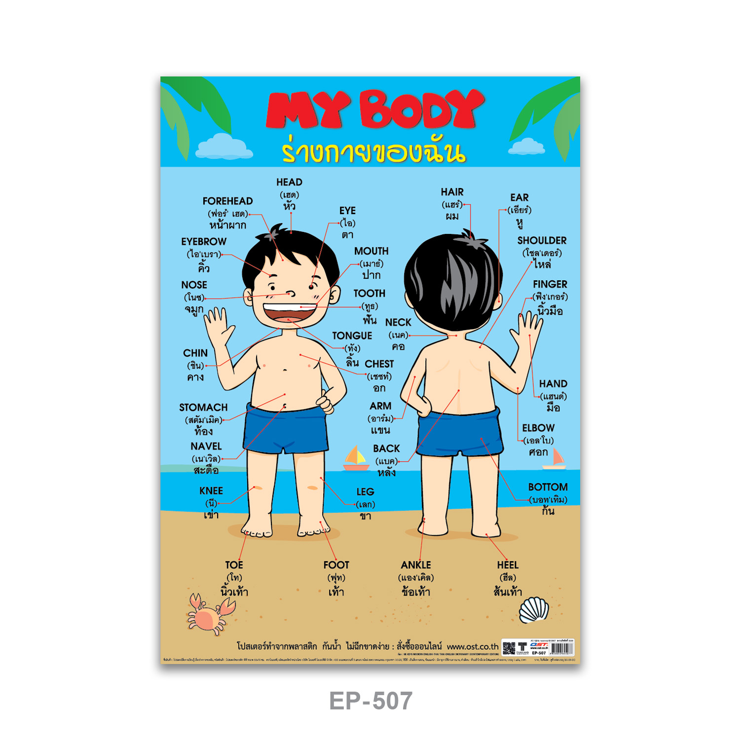 โปสเตอร์ความรู้ ร่างกายของฉัน My Body